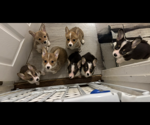 Pembroke Welsh Corgi Litter for sale in ABSECON, NJ, USA