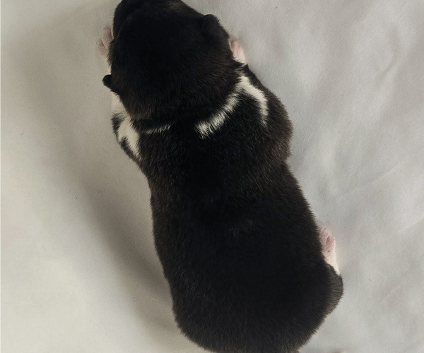 Medium Photo #3 Akita Puppy For Sale in STRAFFORD, MO, USA