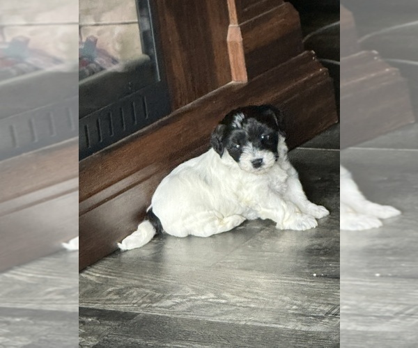 Medium Photo #3 Schnoodle (Miniature) Puppy For Sale in GRAND RIVERS, KY, USA