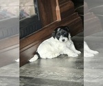 Small #1 Schnoodle (Miniature)