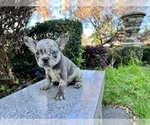 Small Photo #199 French Bulldog Puppy For Sale in HAYWARD, CA, USA