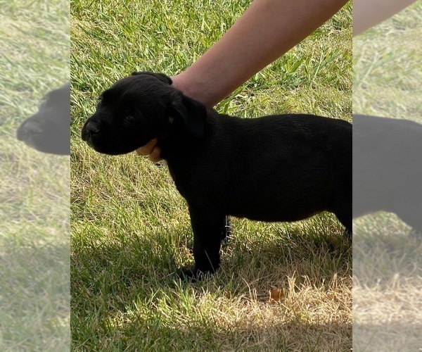 Medium Photo #31 Cane Corso Puppy For Sale in BELGRADE, MT, USA