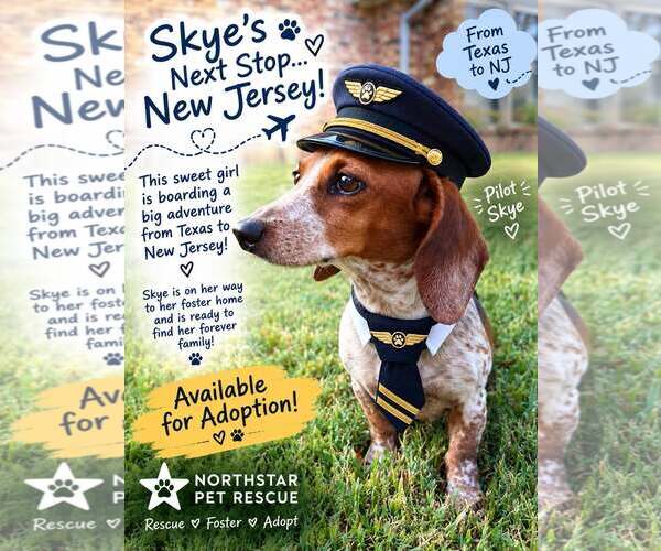 Medium Photo #11 Dachshund Puppy For Sale in Boonton, NJ, USA
