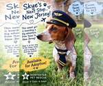 Small #10 Dachshund