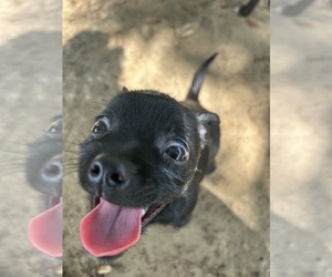 Chiweenie Puppy for sale in BUSH, LA, USA