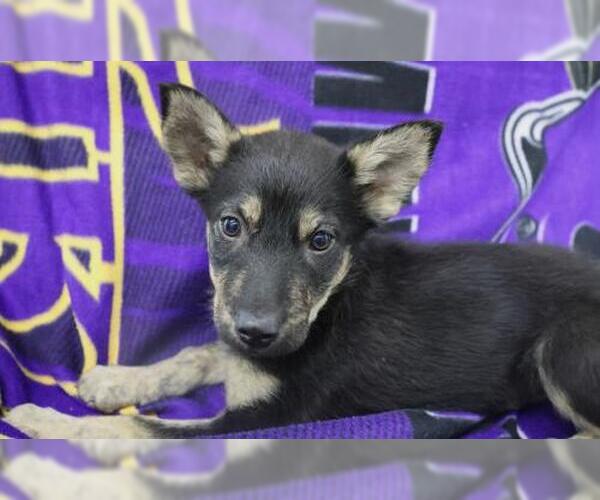 Medium Photo #1 Mutt Puppy For Sale in Thief River Falls, MN, USA