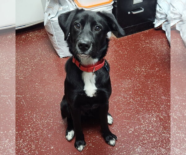 Medium Photo #6 Labrador Retriever-Unknown Mix Puppy For Sale in Fargo, ND, USA