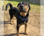 Small Photo #5 Rottweiler Puppy For Sale in White Hall, AR, USA