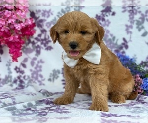Goldendoodle Puppy for sale in LANCASTER, PA, USA