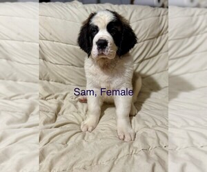 Saint Bernard Puppy for sale in INDIANTOWN, FL, USA