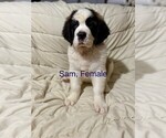 Image preview for Ad Listing. Nickname: Sam