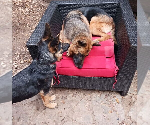 Medium Photo #1 German Shepherd Dog Puppy For Sale in columbia, SC, USA