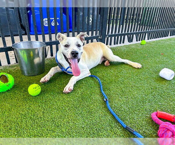 Medium Photo #1 American Staffordshire Terrier-Unknown Mix Puppy For Sale in Waco, TX, USA