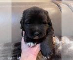 Small Photo #1 Caucasian Shepherd Dog Puppy For Sale in TWINING, MI, USA