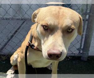 Labrador Retriever-Unknown Mix Dogs for adoption in Texas City, TX, USA