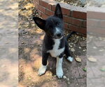 Small #1 Border Collie-Siberian Husky Mix
