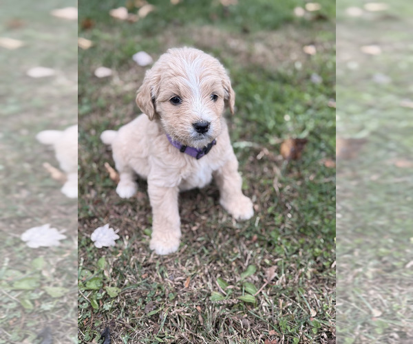 Medium Photo #1 Goldendoodle Puppy For Sale in BLANCHESTER, OH, USA