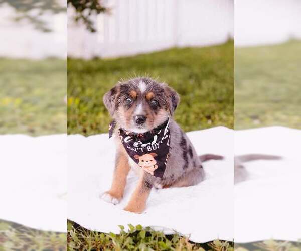 Medium Photo #13 Australian Shepherd-Unknown Mix Puppy For Sale in Princeton, MN, USA