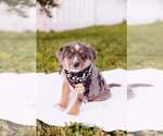 Small #12 Australian Shepherd Mix