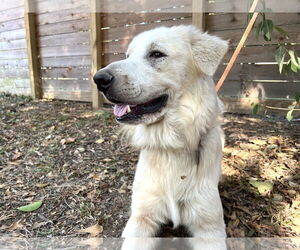 James - Male Great Pyrenees Dog for Adoption - Photo #5