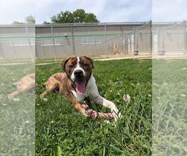 Medium Photo #4 American Staffordshire Terrier Puppy For Sale in Pierceton , IN, USA