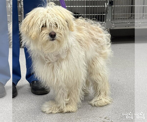 Medium Photo #2 Shih Tzu-Unknown Mix Puppy For Sale in Washington, DC, USA