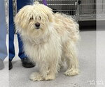Small #1 Shih Tzu Mix