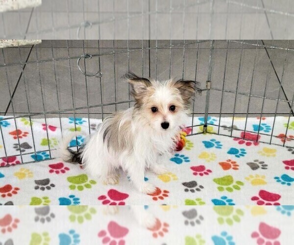 Medium Photo #6 Papitese Puppy For Sale in ORO VALLEY, AZ, USA