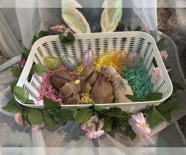 Medium Photo #1 Goldendoodle Puppy For Sale in DENTON, TX, USA