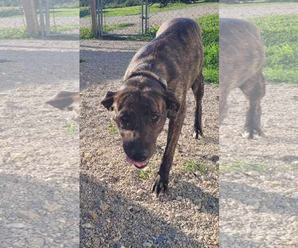 Medium Photo #2 Catahoula Leopard Dog-Unknown Mix Puppy For Sale in Stover, MO, USA