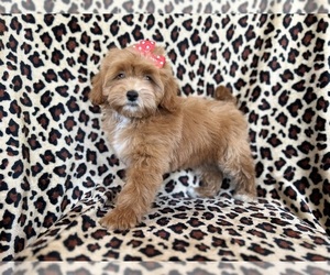 Miniature Bernedoodle Puppy for sale in LAKELAND, FL, USA