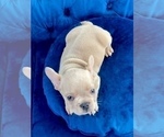 Small #6 French Bulldog