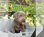 Small Photo #1 Labrador Retriever Puppy For Sale in HARLEM, GA, USA