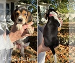Puppy Pink Collar Beagle