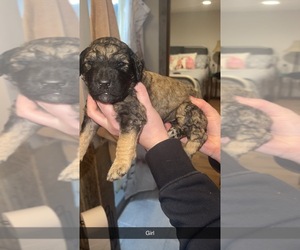 Goldendoodle Puppy for Sale in WILLARD, Missouri USA