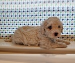 Small Photo #8 Cavachon Puppy For Sale in BLUE MOUND, TX, USA