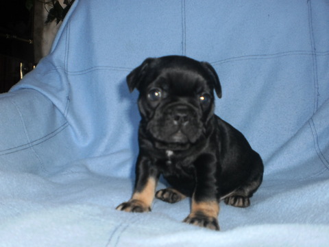 Medium Photo #1 French Bulldog Puppy For Sale in CLERMONT, FL, USA