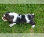 Small #3 Basset Hound