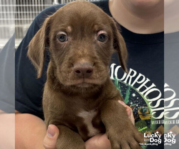 Medium Photo #2 Labrador Retriever-Unknown Mix Puppy For Sale in Washington, DC, USA