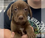Small #1 Labrador Retriever Mix