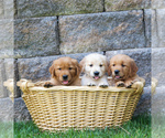 Small Photo #2 Golden Retriever Puppy For Sale in EAST EARL, PA, USA
