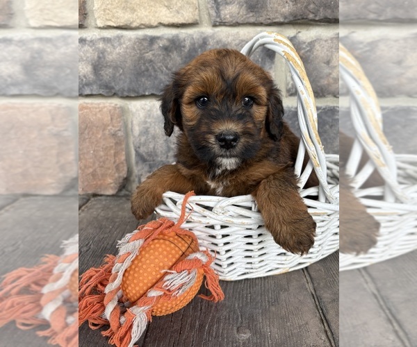 Medium Photo #2 Whoodle (Miniature) Puppy For Sale in MIDDLEBURY, IN, USA