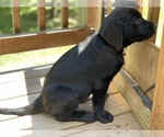 Small Photo #7 Labrador Retriever Puppy For Sale in FREDERICKSBURG, VA, USA