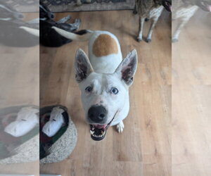 Siberian Husky-Unknown Mix Dogs for adoption in Green Forest, AR, USA