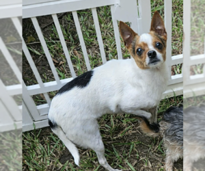 Chihuahua-Unknown Mix Dogs for adoption in Cranston, RI, USA