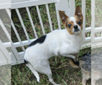 Small Chihuahua Mix