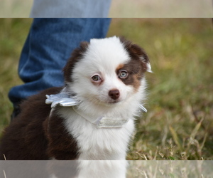 Miniature Australian Shepherd Puppy for sale in PALM COAST, FL, USA
