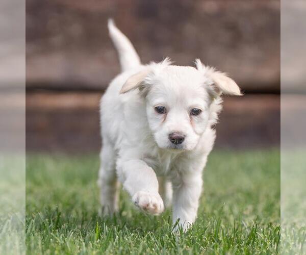 Medium Photo #3 Maltipoo (Miniature) Puppy For Sale in San Diego, CA, USA