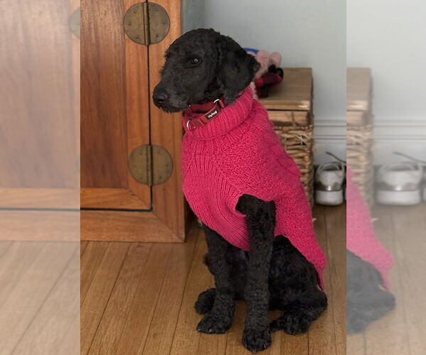 Medium Photo #3 Poodle (Standard)-Unknown Mix Puppy For Sale in Oak Bluffs, MA, USA