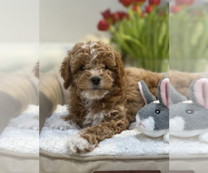 Cock-A-Poo Puppy for Sale in MONTPELIER, Virginia USA